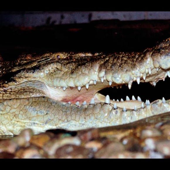 Meet your Posher, James - Picture 1 of 1